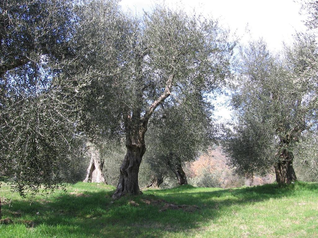 Casa Fioranna Villa Seggiano Стая снимка