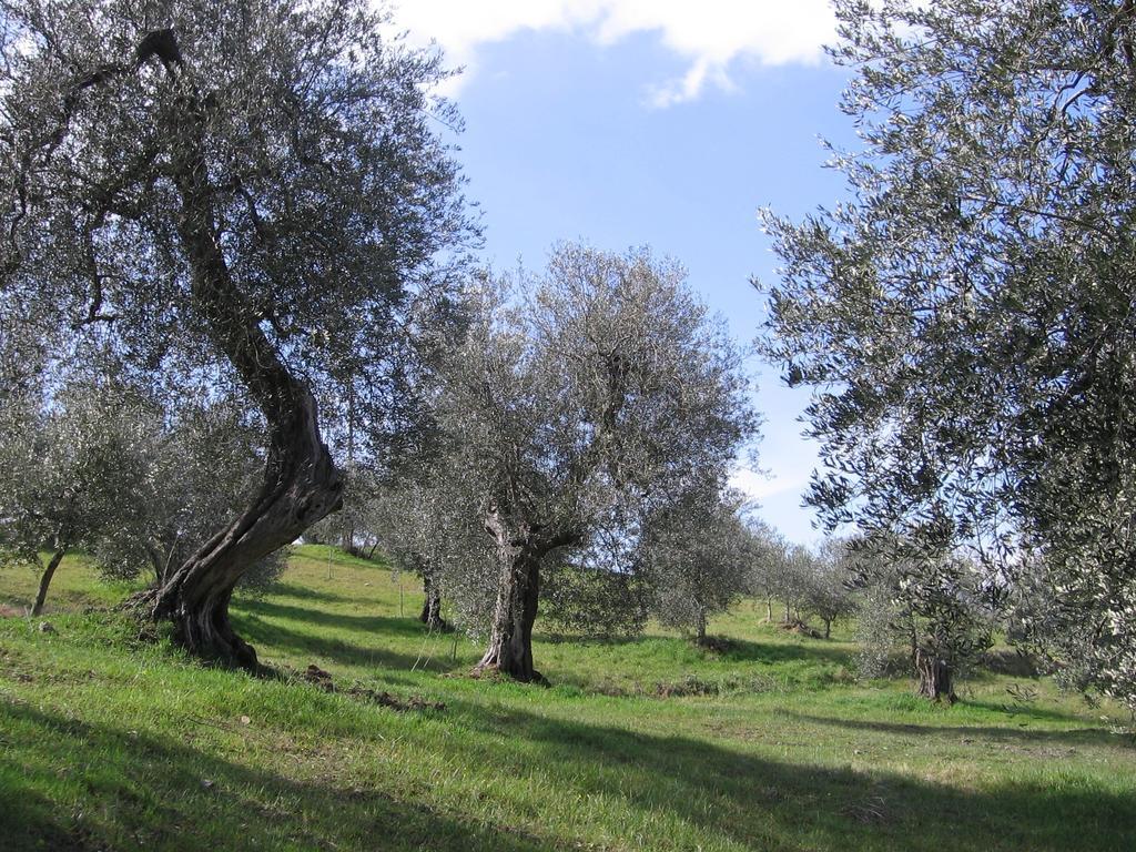 Casa Fioranna Villa Seggiano Стая снимка